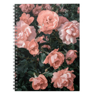 Caderno Espiral Rosas rosa-do-pasto que crescem no jardim em li mo