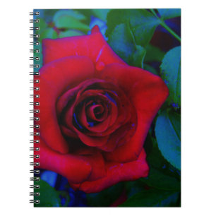 Caderno Espiral Rosas vermelhas com tons azuis