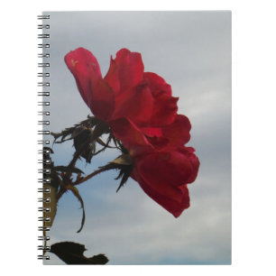 Caderno Espiral Rosas vermelhas contra o céu azul brilhante