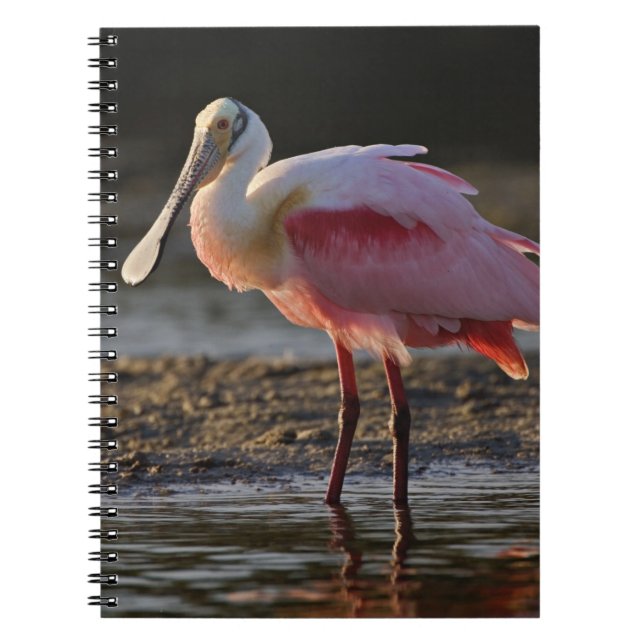 Caderno Espiral Roseate Spoonbill, Ajaia ajaja, Querido Ding (Frente)