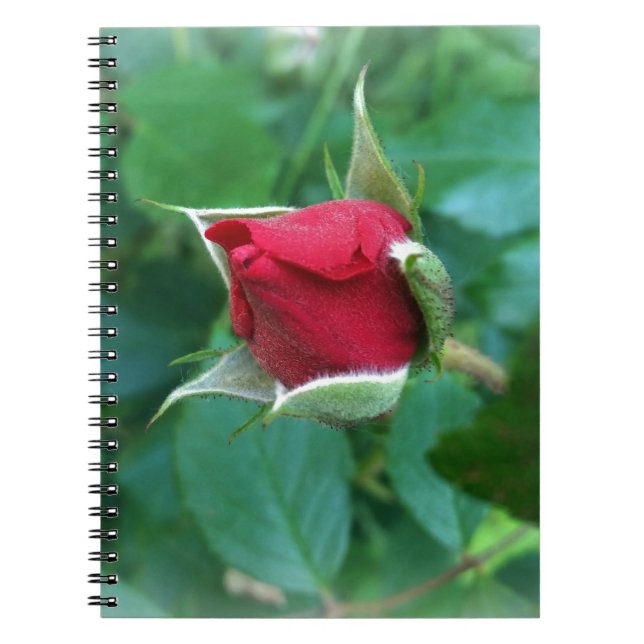 Caderno Espiral rosebuda vermelha (Frente)