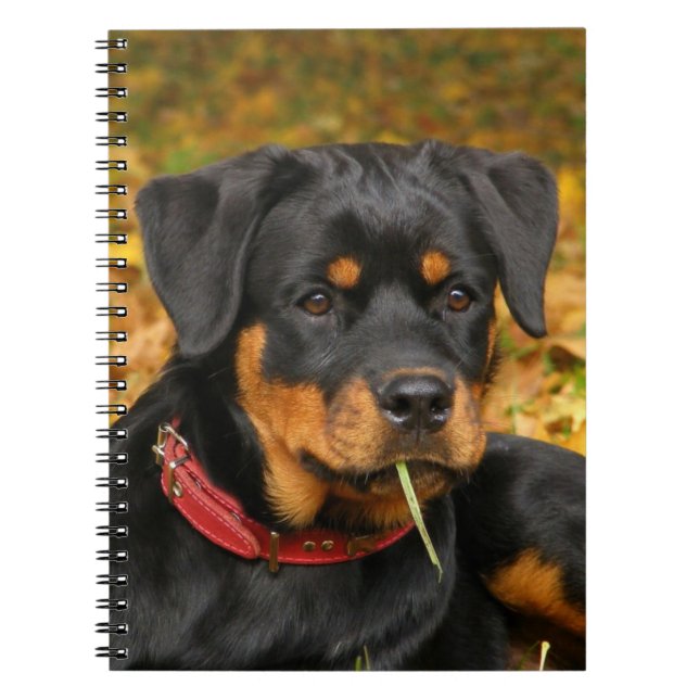 Caderno Espiral Rottweiler Pup Deitado No Chão Na Floresta (Frente)