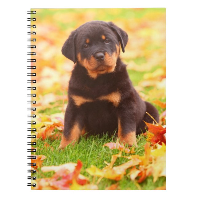 Caderno Espiral Rottweiler Puppy Sentado Nas Folhas De Outono (Frente)