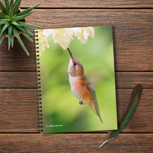 Caderno Espiral Rufous Hummingbird Esfrega Néctar do Flor de Aroma
