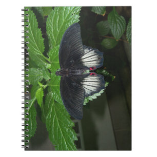 Caderno Espiral Rumanzovia Swallowtail - homem