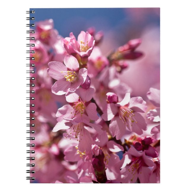 Caderno Espiral Sakura Cherry Blossoms beijados à luz do sol (Frente)