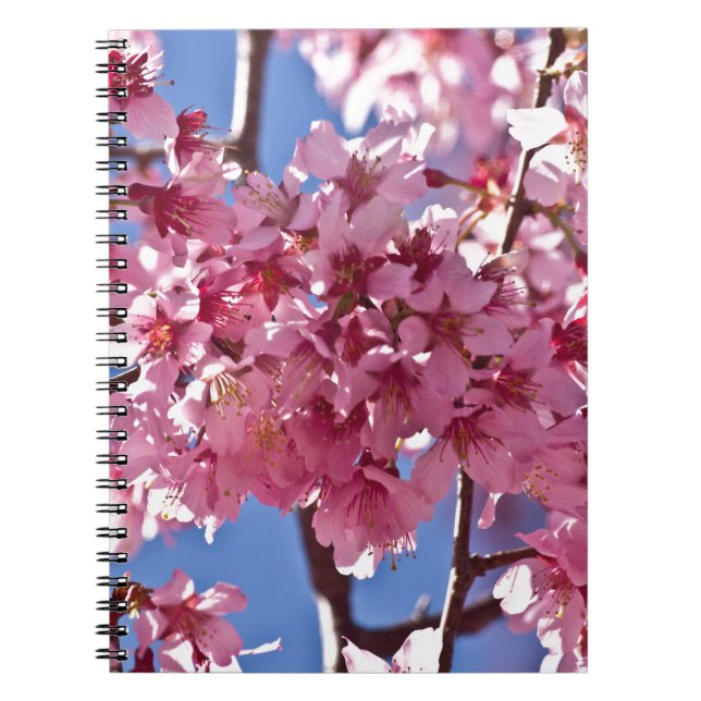 Caderno Espiral Sakura Cherry Blossoms Red Stars (Frente)