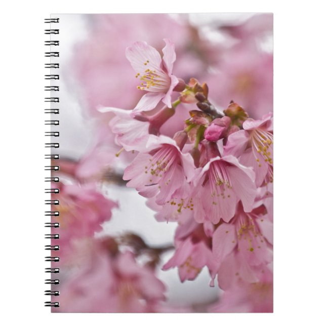 Caderno Espiral Sakura Cherry Blossoms Rosa Pálido (Frente)