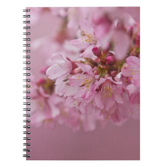 Caderno Espiral Sakura Cherry Blossoms Rosa Pálido Reflexões (Frente)