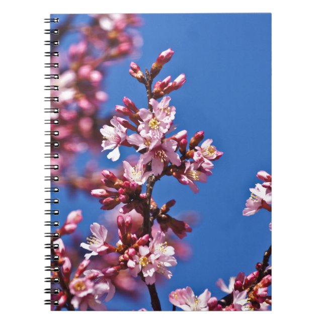 Caderno Espiral Sakura Flores de Cerejeira Tocando o Azul (Frente)