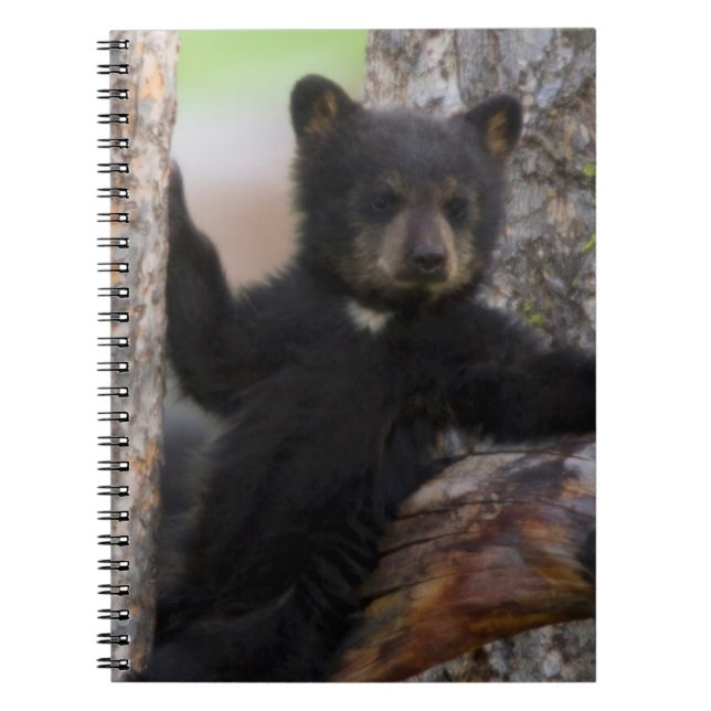 Caderno Espiral Salto de Urso Negro (Frente)
