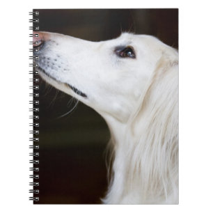 Caderno Espiral Saluki que olha acima
