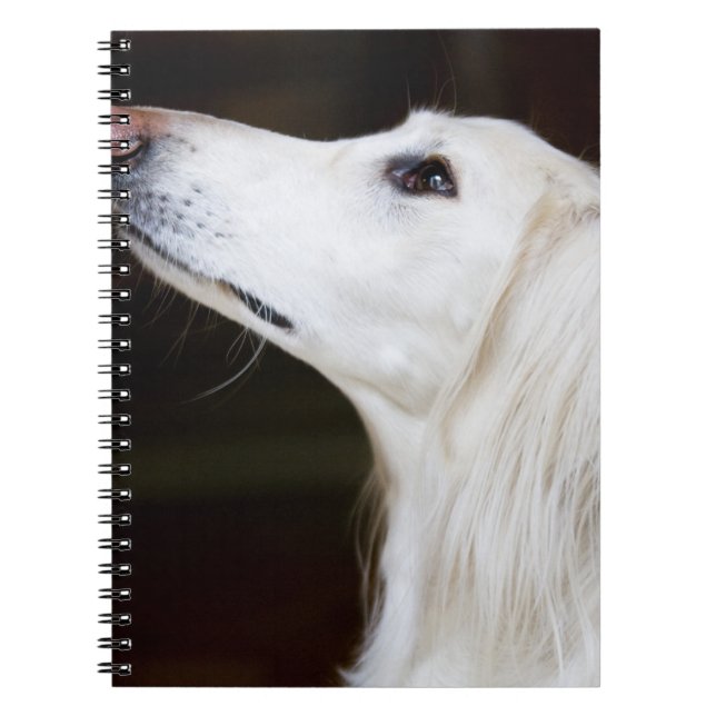 Caderno Espiral Saluki que olha acima (Frente)
