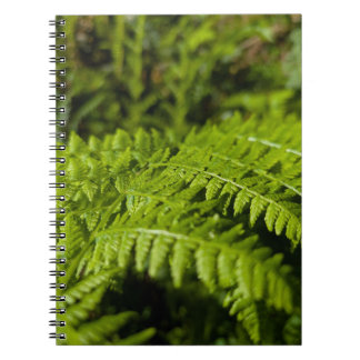 Caderno Espiral samambaia