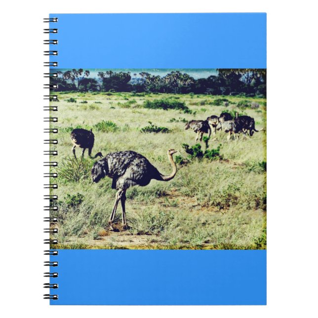 Caderno Espiral Samburu Ostriches (Frente)
