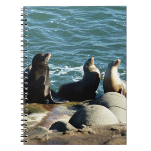Caderno Espiral San Diego Sea Lions