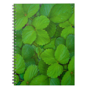 Caderno Espiral Santo Basil Tulsi Green Mint Folhas