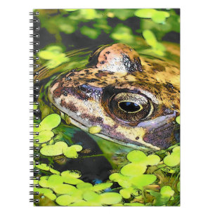 CADERNO ESPIRAL SAPO