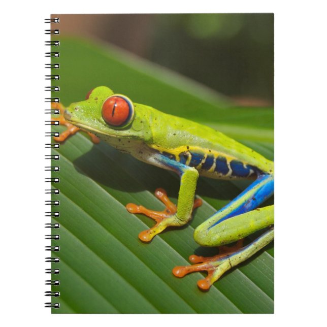 Caderno Espiral Sapo de Árvore Selvagem Colorida Verde (Frente)