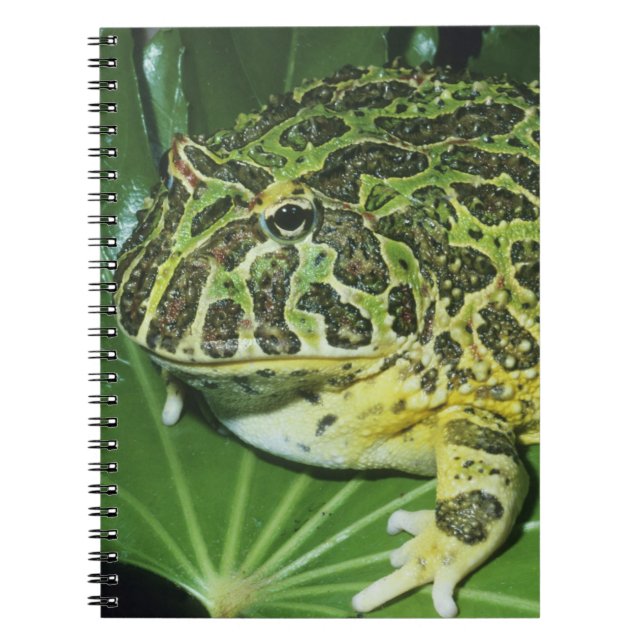 Caderno Espiral Sapo de ornamentado, (Ceratophrys ornata), (Frente)