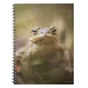 Caderno Espiral Sapo do dia