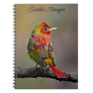 Caderno Espiral Scarlet Tanager Molting - Fotografia original