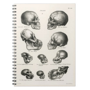 Caderno Espiral Schinz de Visser Human Monkey & Ape Skulls