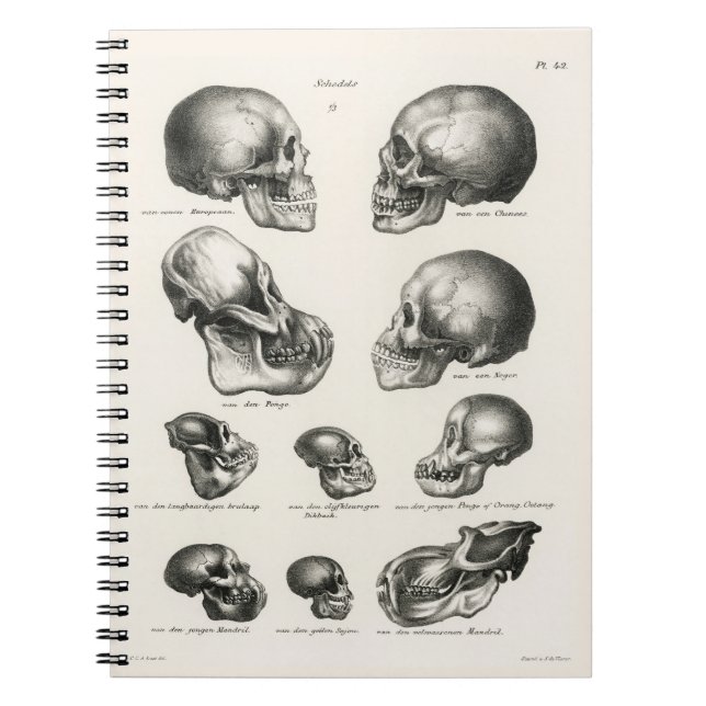 Caderno Espiral Schinz de Visser Human Monkey & Ape Skulls (Frente)