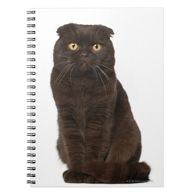 Caderno Espiral Scottish Fold (18 meses de idade) (Frente)
