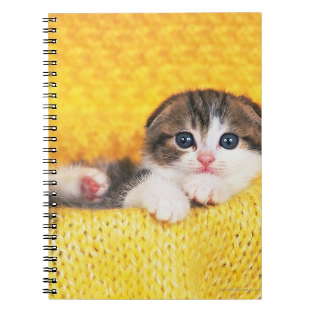 Caderno Espiral Scottish Fold; é uma raça de gato com um (Frente)