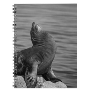 Caderno Espiral Sea Lion Empoleirado em Rochas - Fotografia da vid