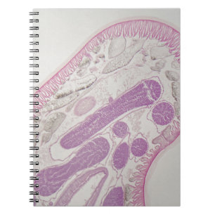 Caderno Espiral Sem-fim parasítico do nemátodo (sp das ascárida