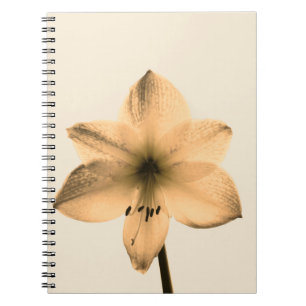 Caderno Espiral sepia amaryllis