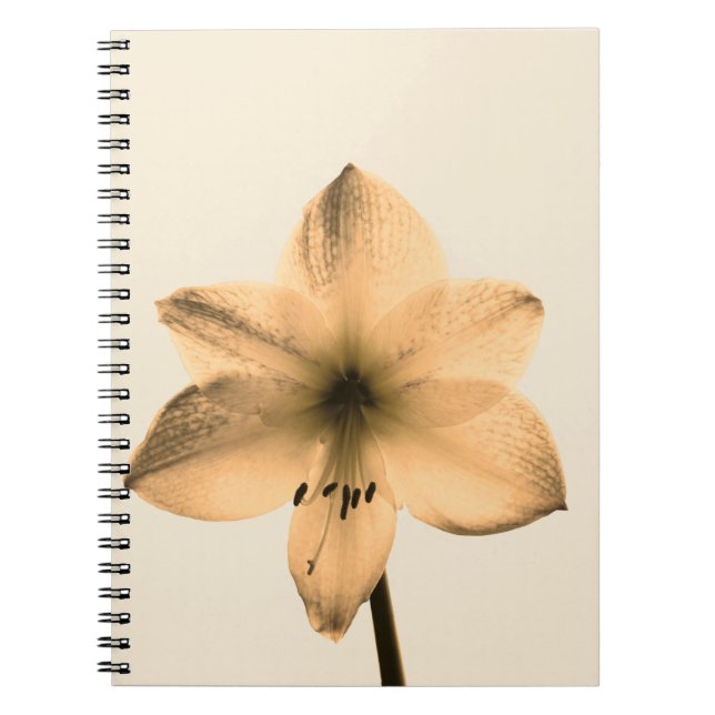 Caderno Espiral sepia amaryllis (Frente)
