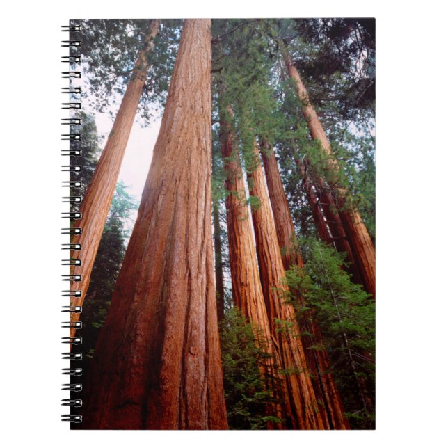 Caderno Espiral Sequoia Sequoia Sequoia (Frente)