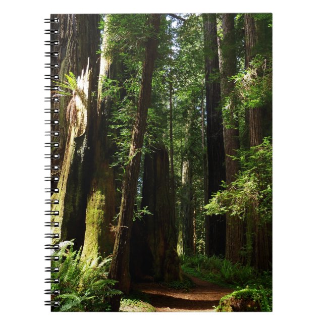 Caderno Espiral Sequoias e Fernos no Parque Nacional de Redwood (Frente)