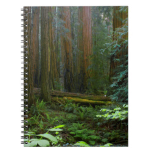 Caderno Espiral Sequóias em Muir Woods National Park