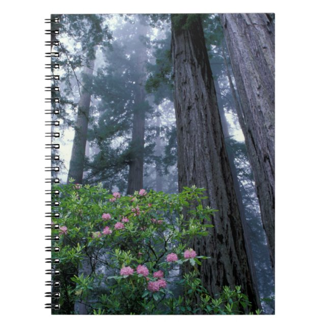 Caderno Espiral Sequoias Vermelhas e Rhododendrons (Frente)
