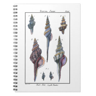 Caderno Espiral Sete Seashells coloridos