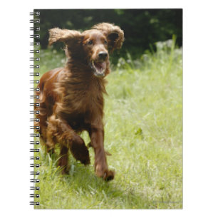 Caderno Espiral Setter irlandês