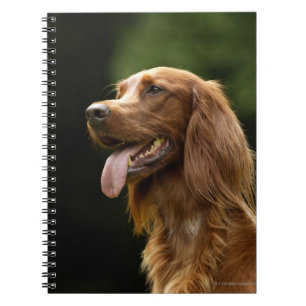 Caderno Espiral Setter irlandês 2
