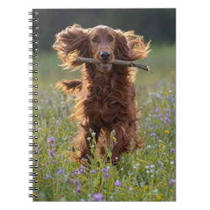 Caderno Espiral Setter Irlandês Correndo com um Graveto