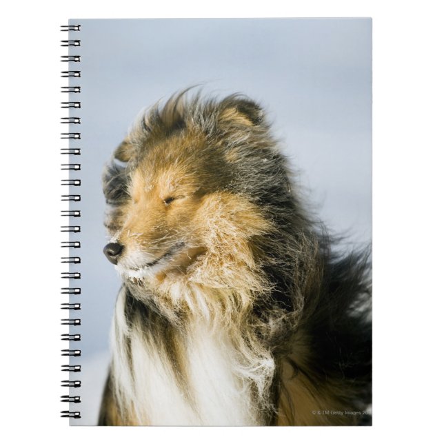 Caderno Espiral Sheepdog de Shetland (Frente)