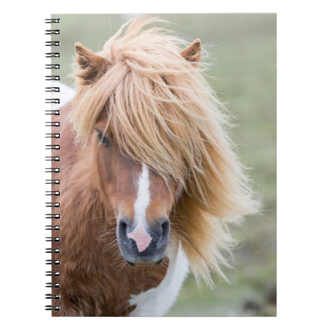 Caderno Espiral Shetland Pony na ilha de Unst (Frente)