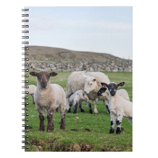 Caderno Espiral Shetland Sheep (Frente)