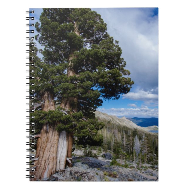 Caderno Espiral Sierra Juniper e Árvores Sempre Verdes 2 (Frente)