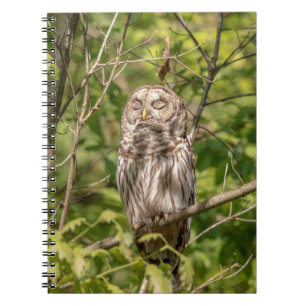 Caderno Espiral Sleepy Barred Owl