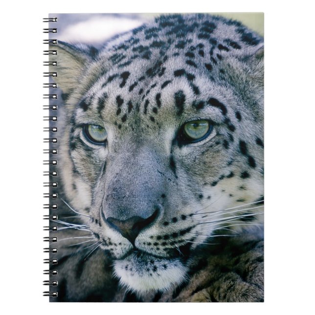 Caderno Espiral Snow Lepard (Frente)