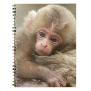 Caderno Espiral Snow Monkey Baby, Jigokudani, Nagano, Japão 2