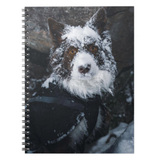 Caderno Espiral Snowy Face Red Border Collie in Winter Jacket